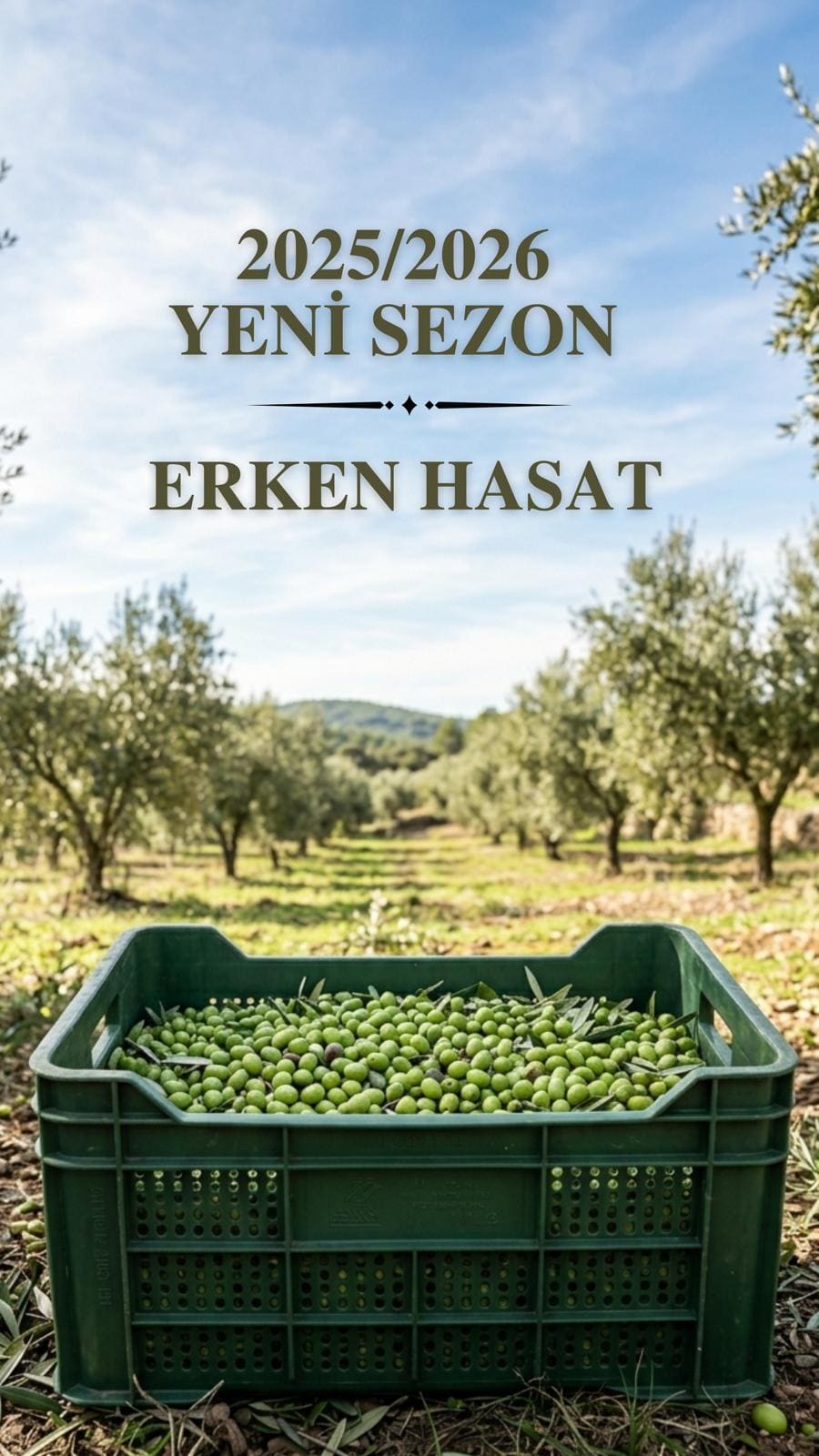 VİTİVERA — Manisa ovalarında yeni sezon erken hasat zeytin