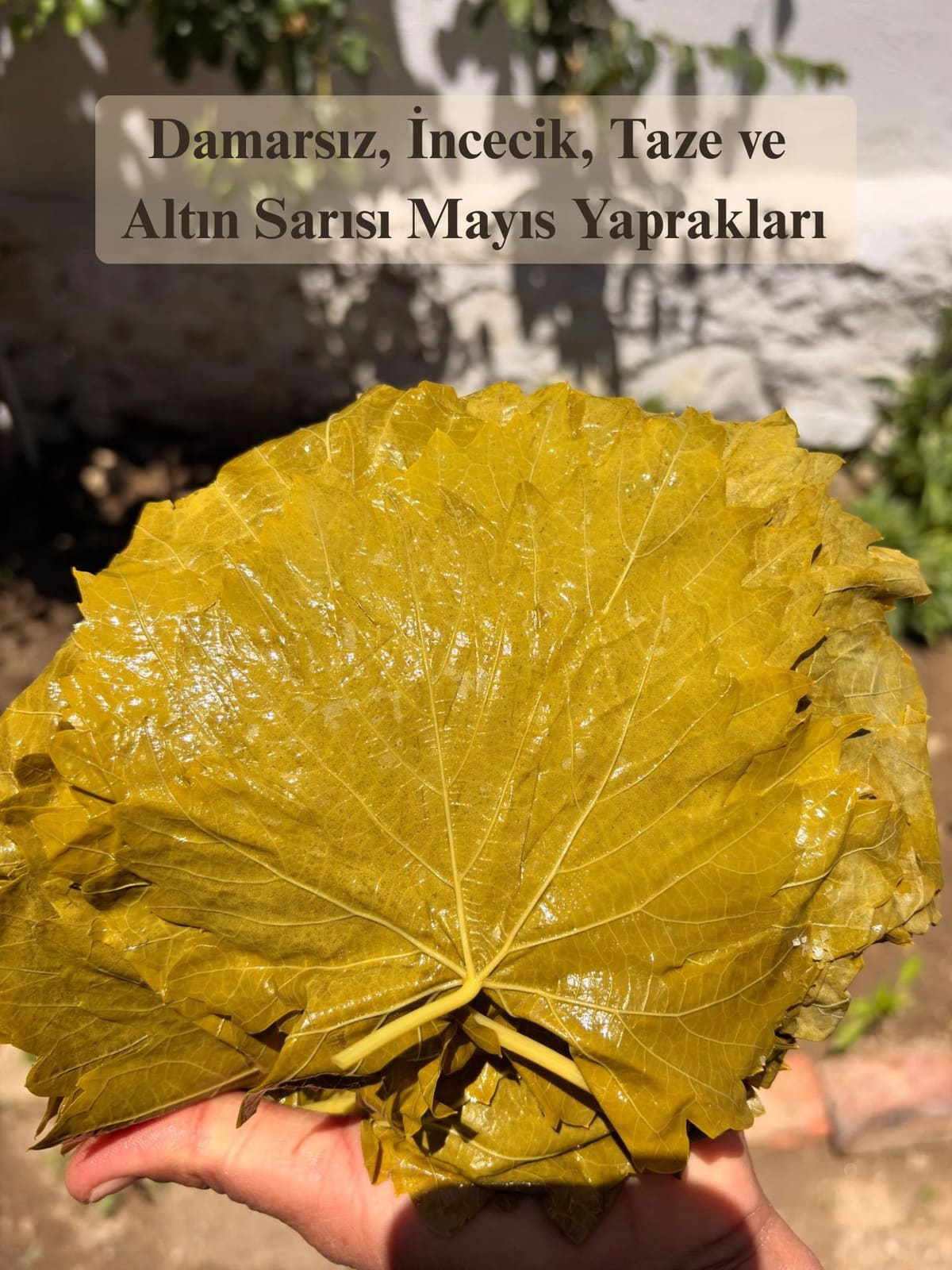 Sarma Sofrası